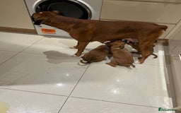 Boxer dogs for sale: 5 🌟 KC registered Boxer pups - Image 7