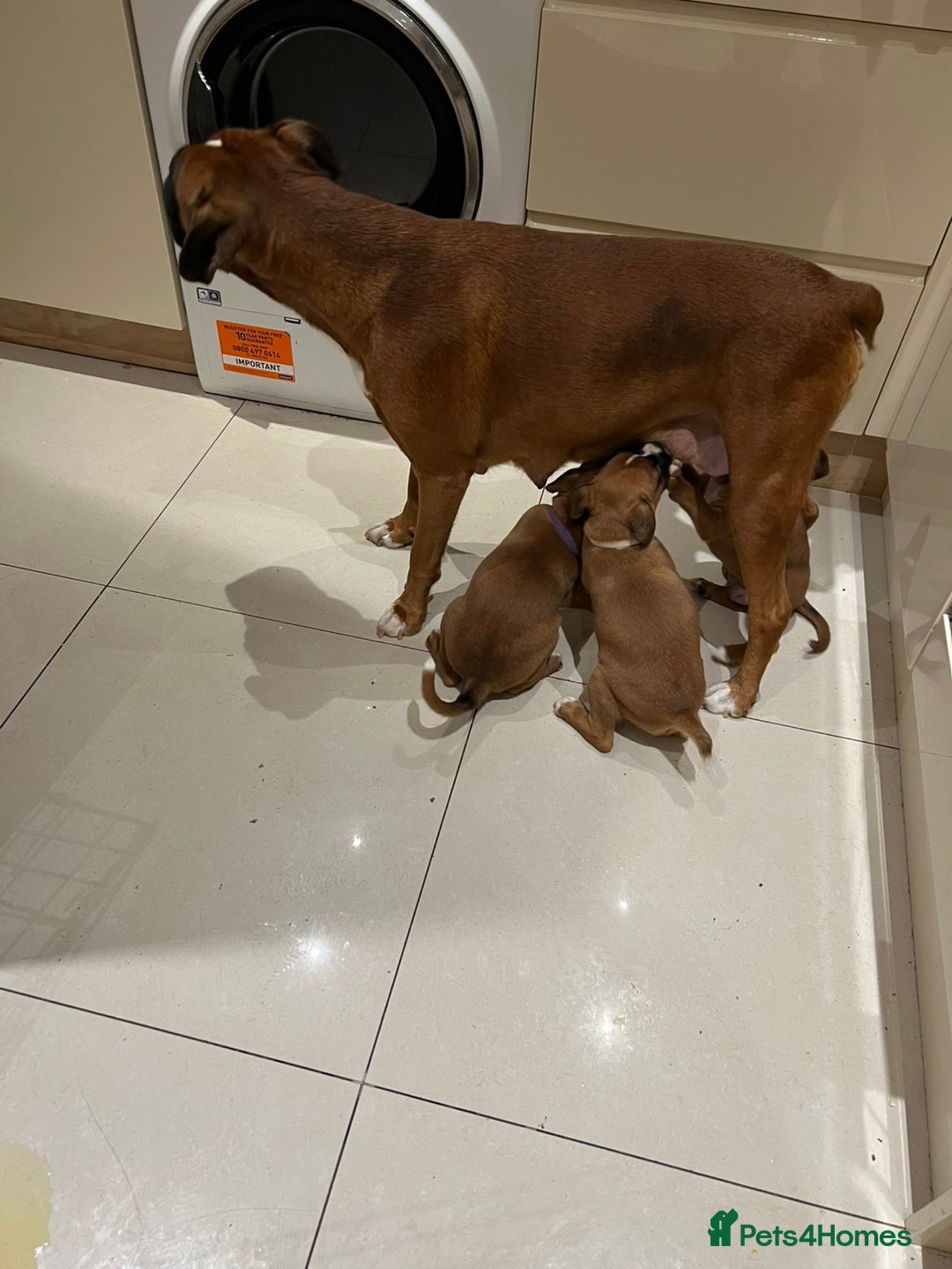 Boxer dogs for sale: 5 🌟 KC registered Boxer pups - Image 7