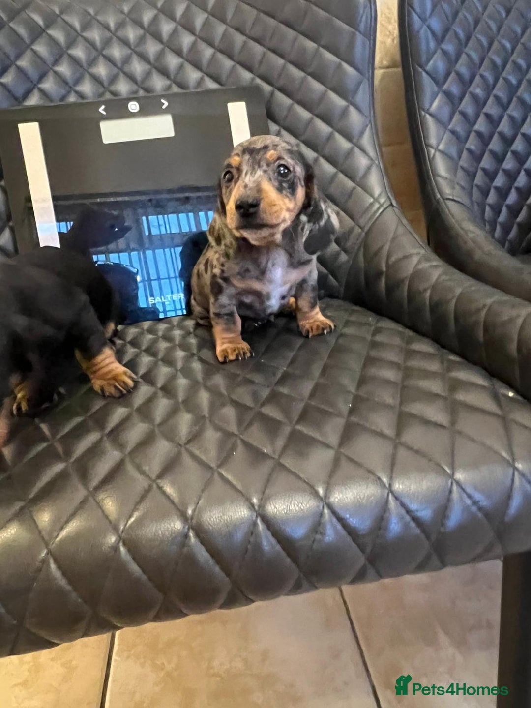 Dachshund dogs for sale: Dachshund puppies  - Advert 21
