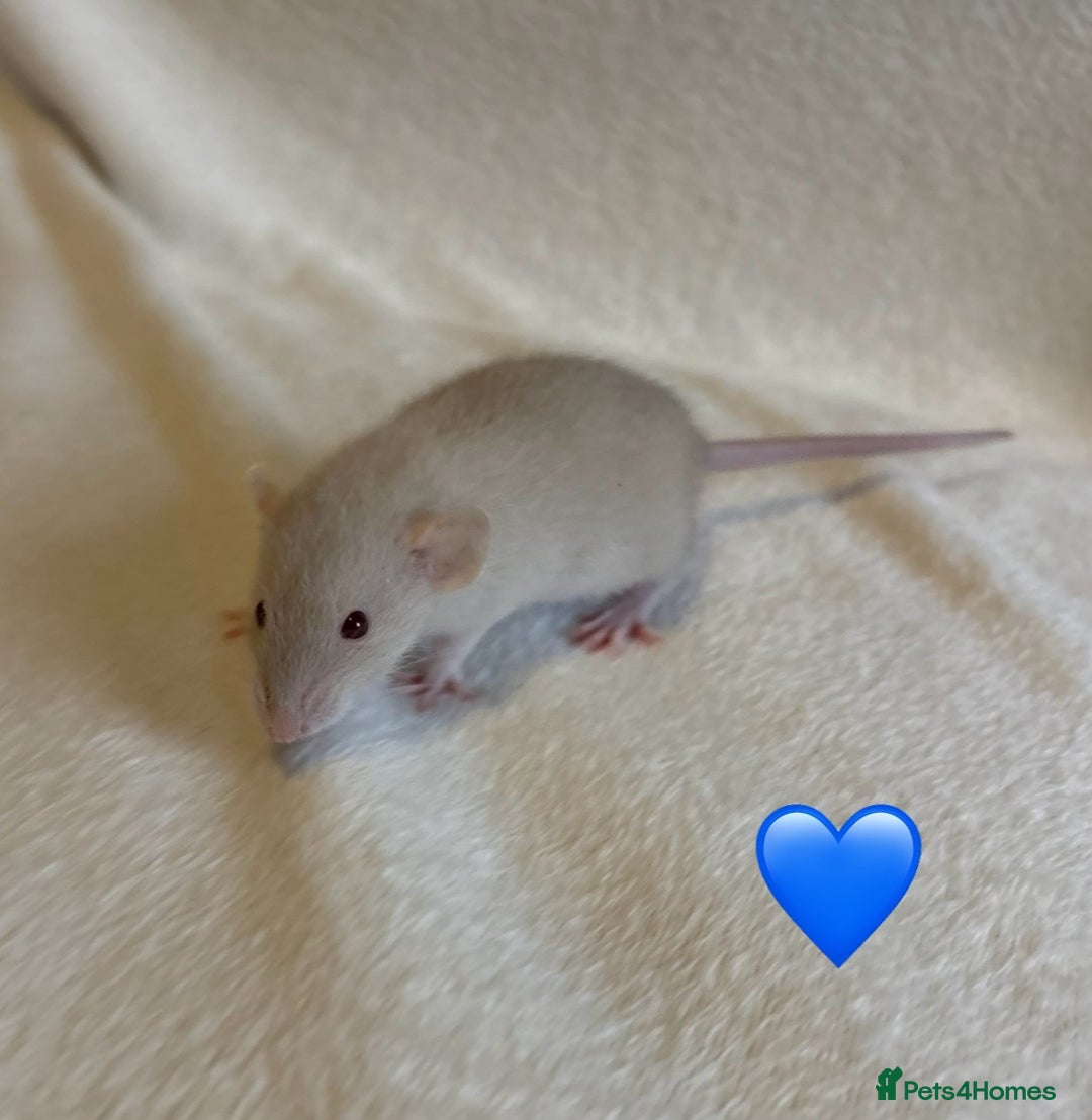 Rat rodents for sale: Baby Dumbo rats for sale - Advert 15