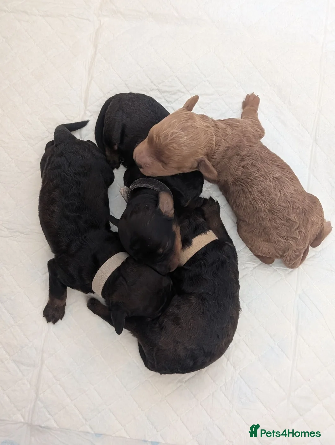 Cockapoo dogs for sale: Pups have arrived! F1BB cockapoo puppies  - Advert 2