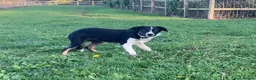 Border Collie dogs for sale: Border Collie pup  - Advert 4