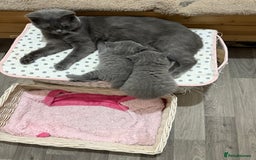 British Shorthair cats for sale: British Shorthair Blue Girls - Image 9