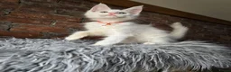 Maine Coon cats for sale: Ready now-Tica Maine Coon Kittens  - Advert 28