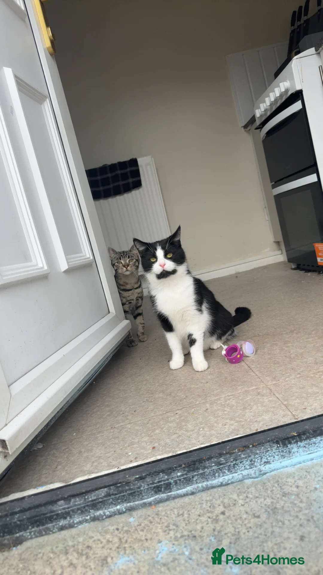British Shorthair cats for sale: Female neutered cat available  - Advert 2