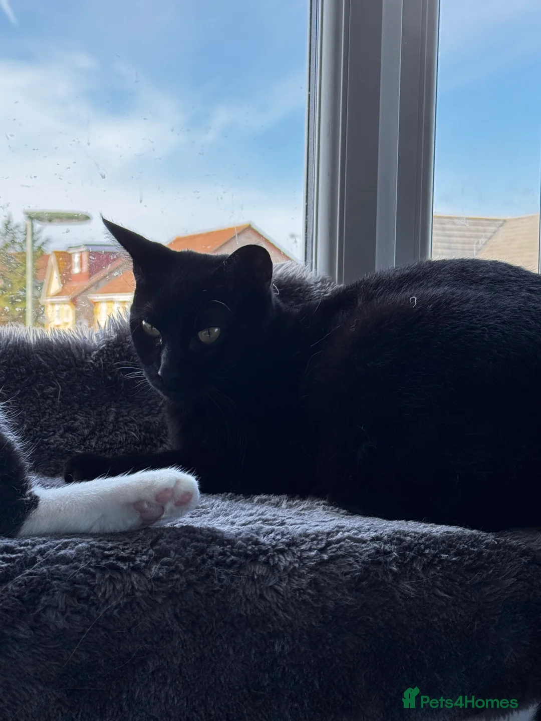 Mixed Breed cats for sale: Amazing Cats - Advert 16