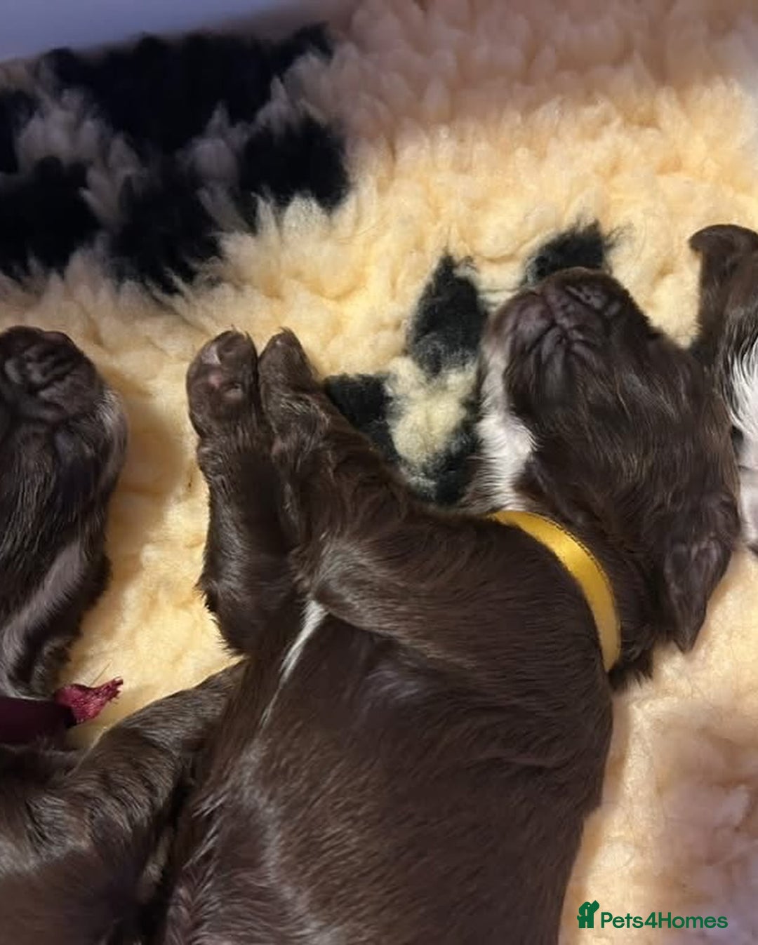 Field Spaniel dogs for sale: Raising Field Spaniel Puppies - Advert 7