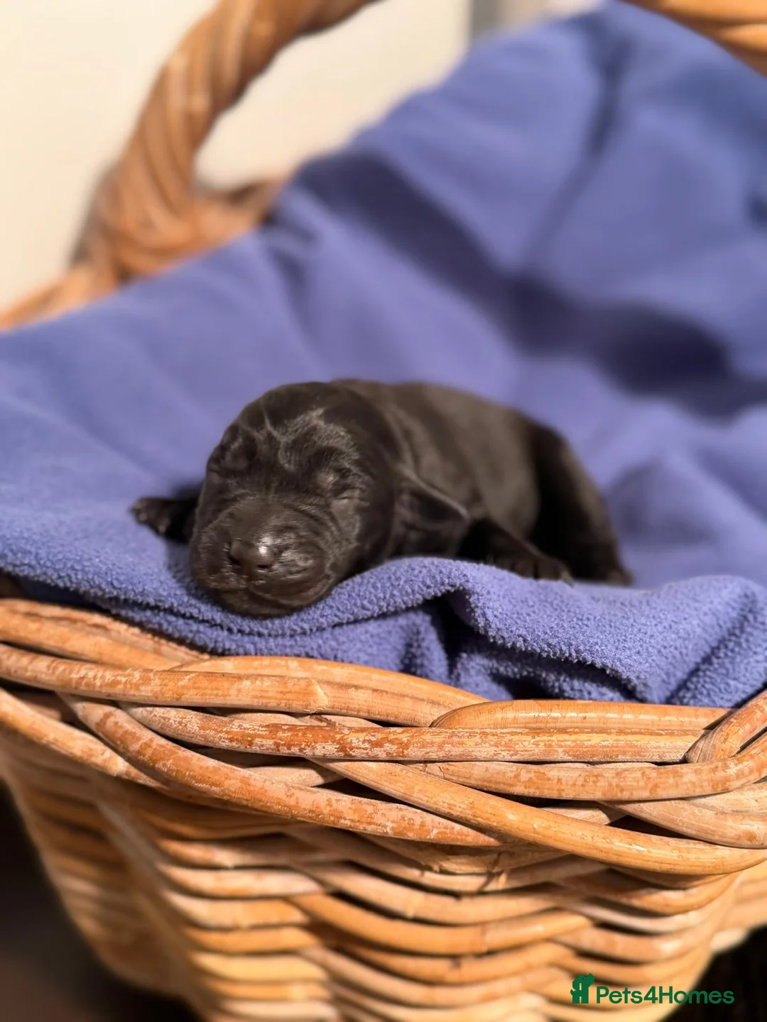 Labrador Retriever dogs for sale: 1st Class ⭐️⭐️⭐️⭐️⭐️ Licensed - Advert 2