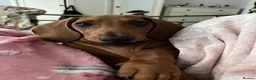 Dachshund dogs for stud: Chocolate Dashound for stud - Advert 3