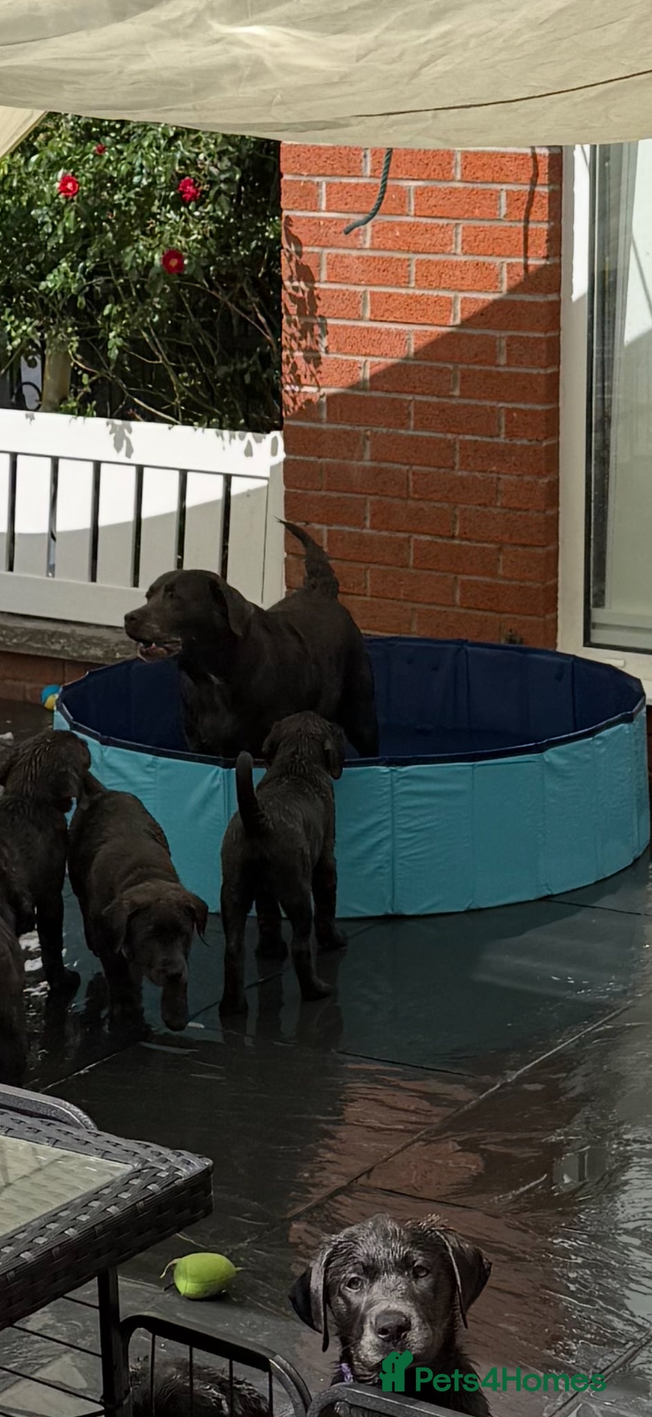 Labrador Retriever dogs READY NOW! LAST FEW BOYS KC Charcoal Labs - Tested - Advert 2
