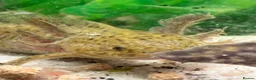Axolotl reptiles for sale: 5 axolotls and set up. - Advert 1
