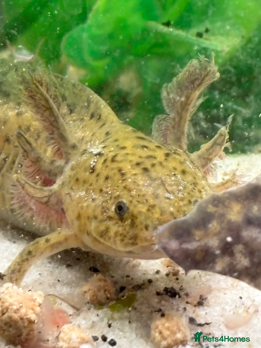 Axolotl reptiles for sale: 5 axolotls and set up. - Advert 1