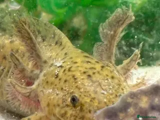 Axolotl reptiles 5 axolotls and set up. - Advert 1