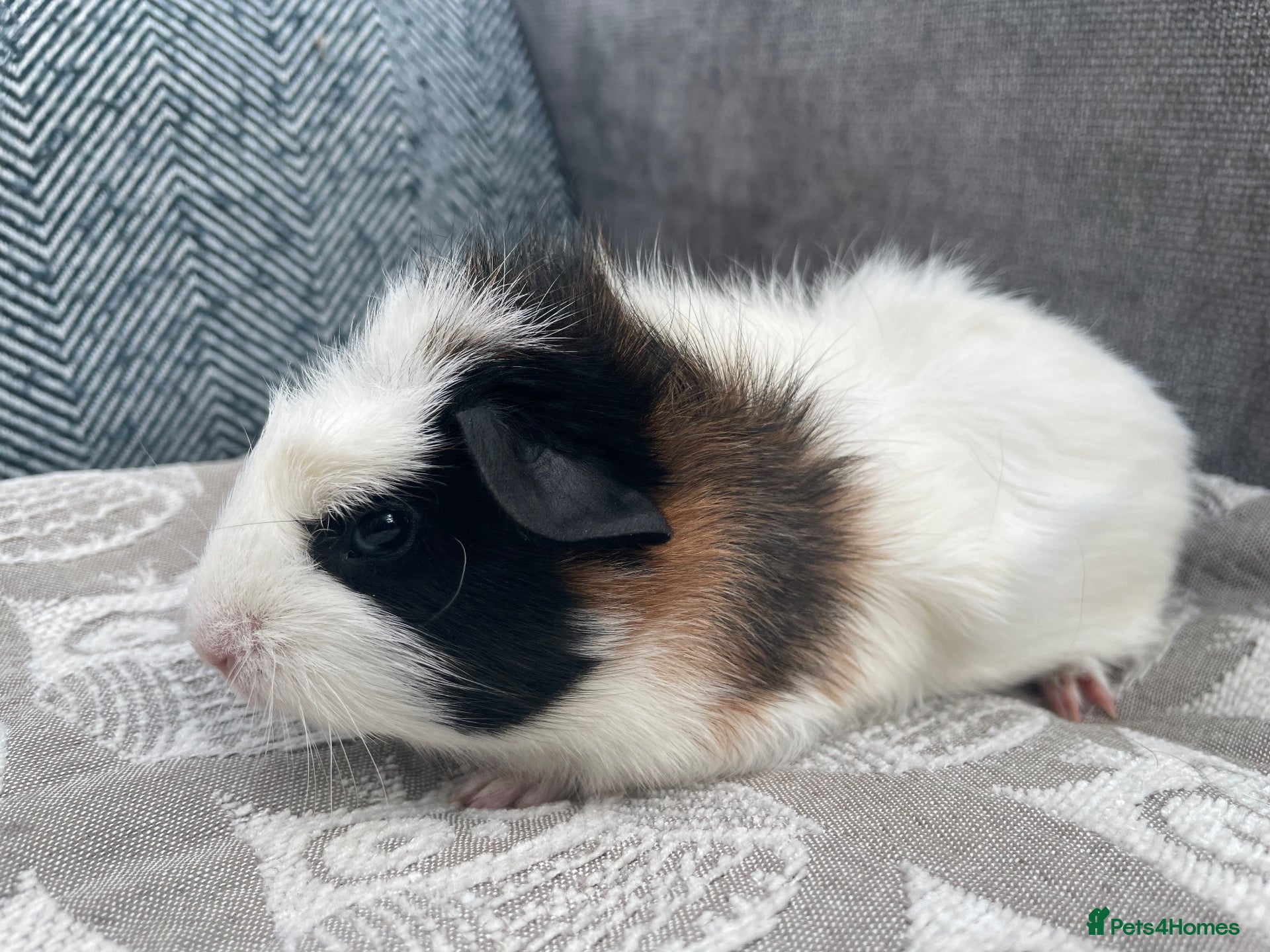 Guinea Pig rodents Gorgeous Female Guinea Pigs - Advert 1