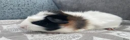 Guinea Pig rodents for sale: Gorgeous Female Guinea Pigs - Advert 1