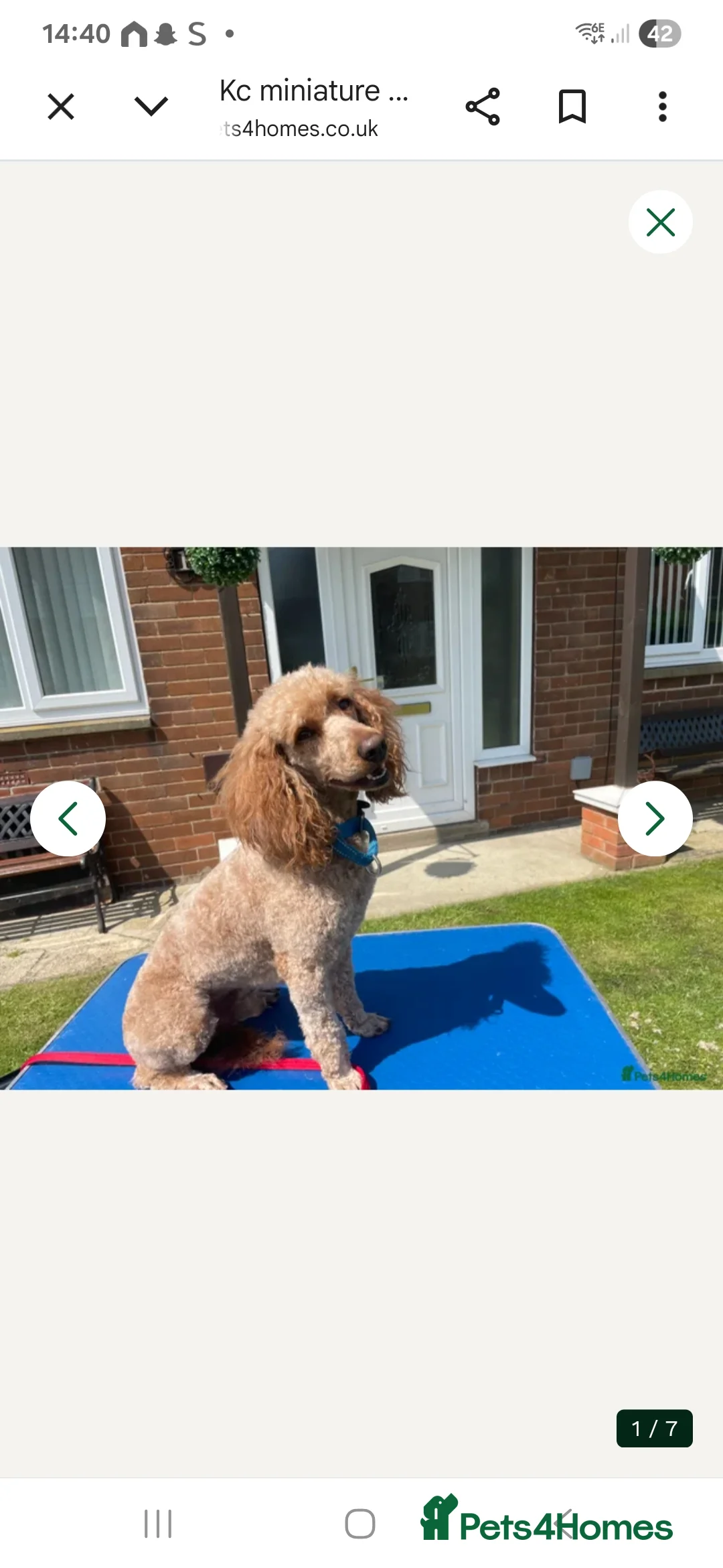 Cockapoo dogs for sale: F1B cockapoo puppies - Advert 6