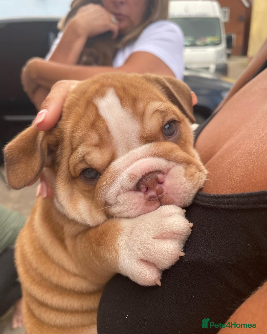 English Bulldog dogs for stud: English bulldog stud - KC registered in Wickford - Advert 17