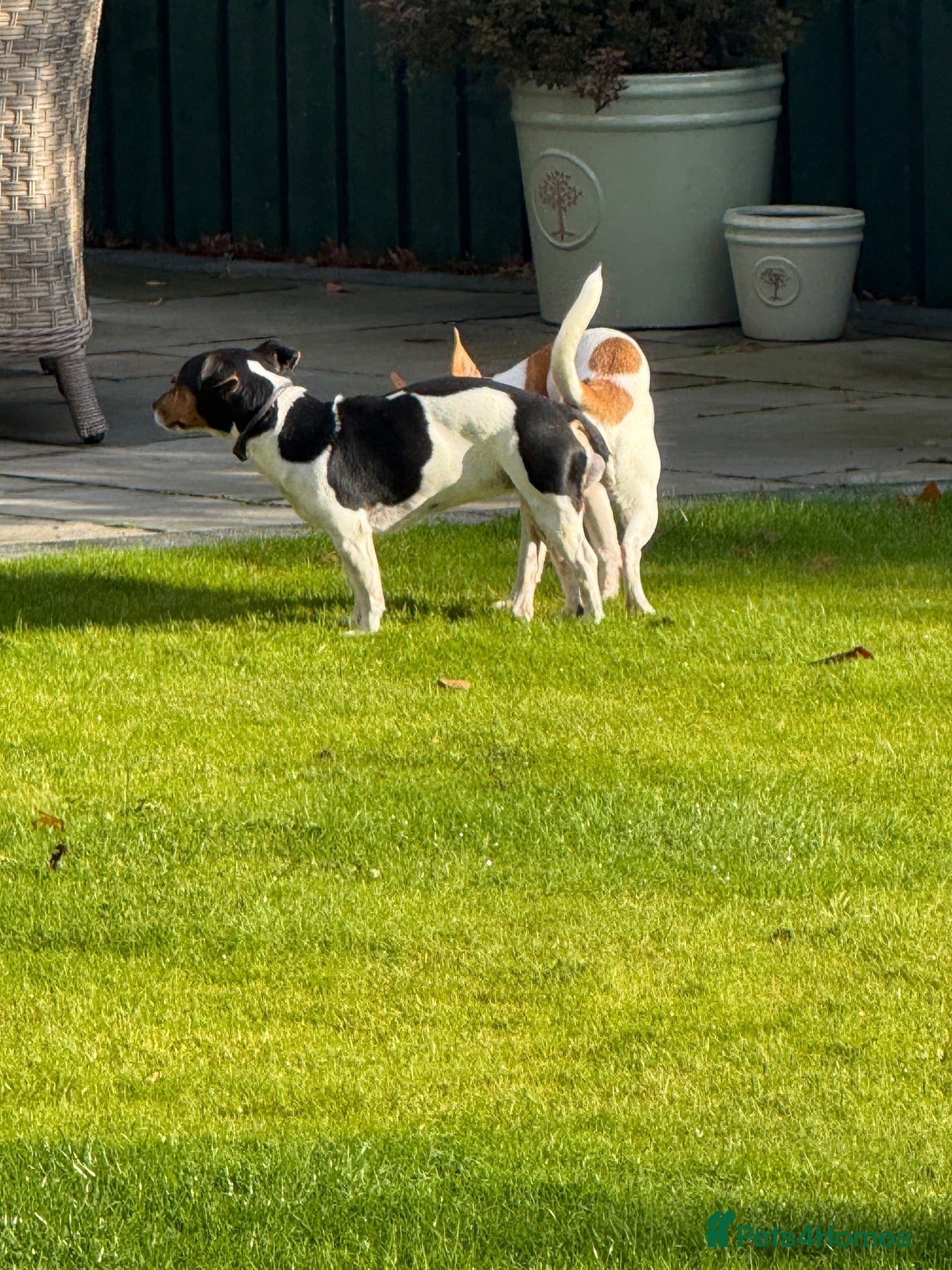 Jack Russell dogs for stud:  Miniature Jack Russell STUD & DNA Health Tested - Advert 2