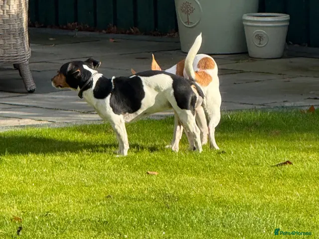 Jack Russell dogs for stud: Miniature Jack Russell STUD & DNA Health Tested - Advert 2
