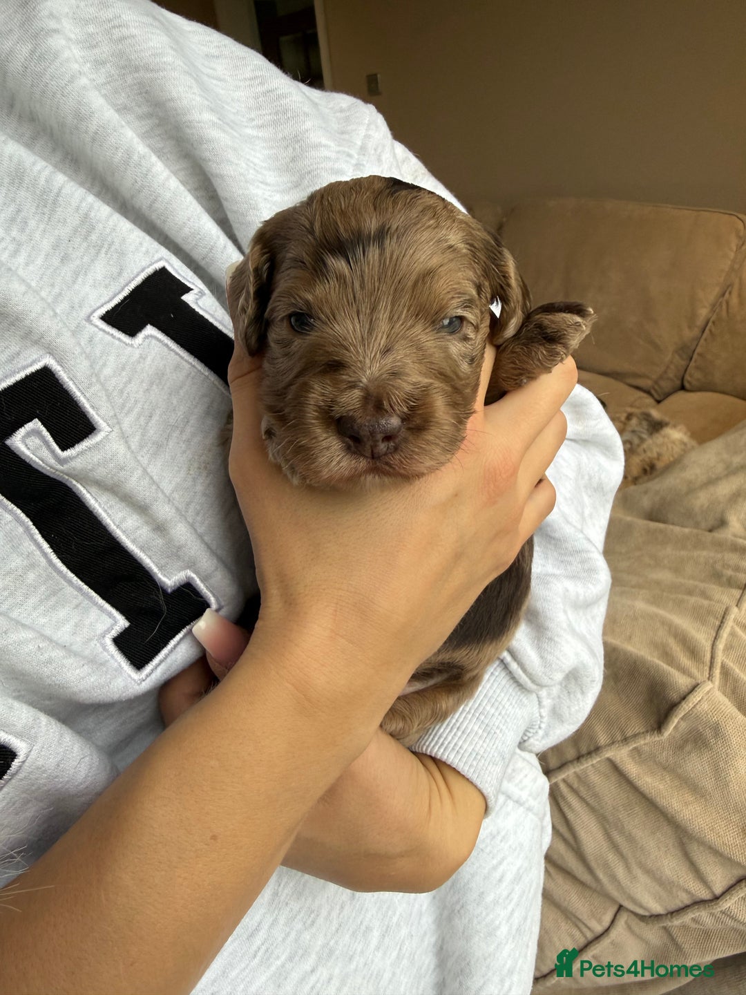 Cockapoo dogs for sale: Merle F1B Cockapoo Puppies - Image 22