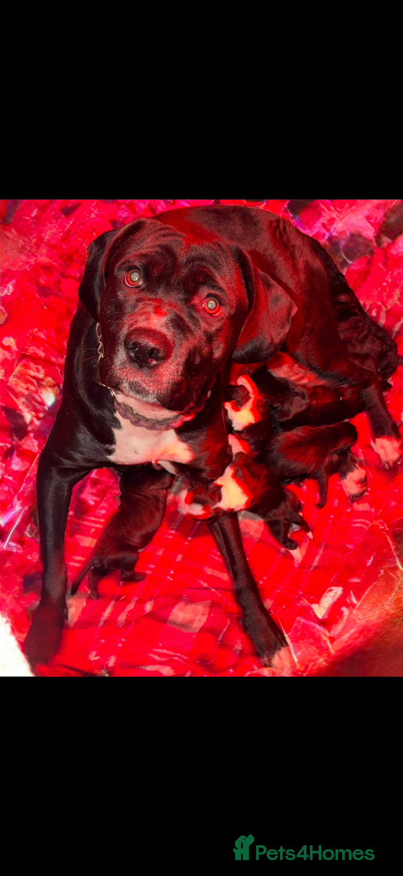 Cane Corso dogs Stunning chunky cane corso puppies - Advert 2