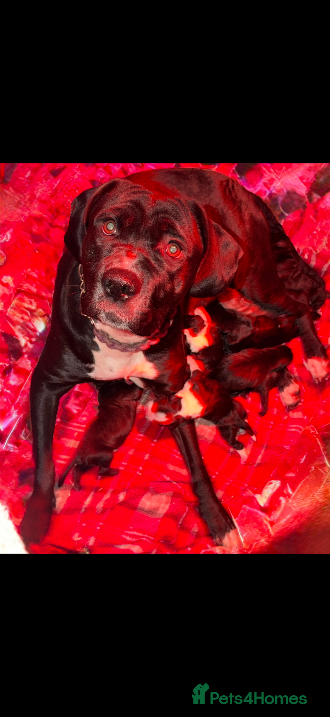 Cane Corso dogs for sale: Stunning chunky cane corso puppies - Advert 1