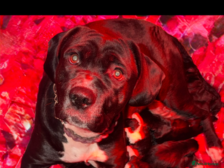 Cane Corso dogs Stunning chunky cane corso puppies - Advert 1