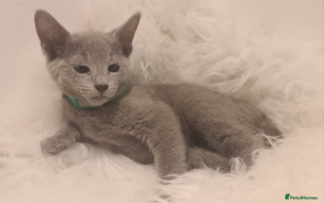 Russian Blue cats for sale: CHAMPION SIred GCCF Russian kittens  in Peterborough - Image 19