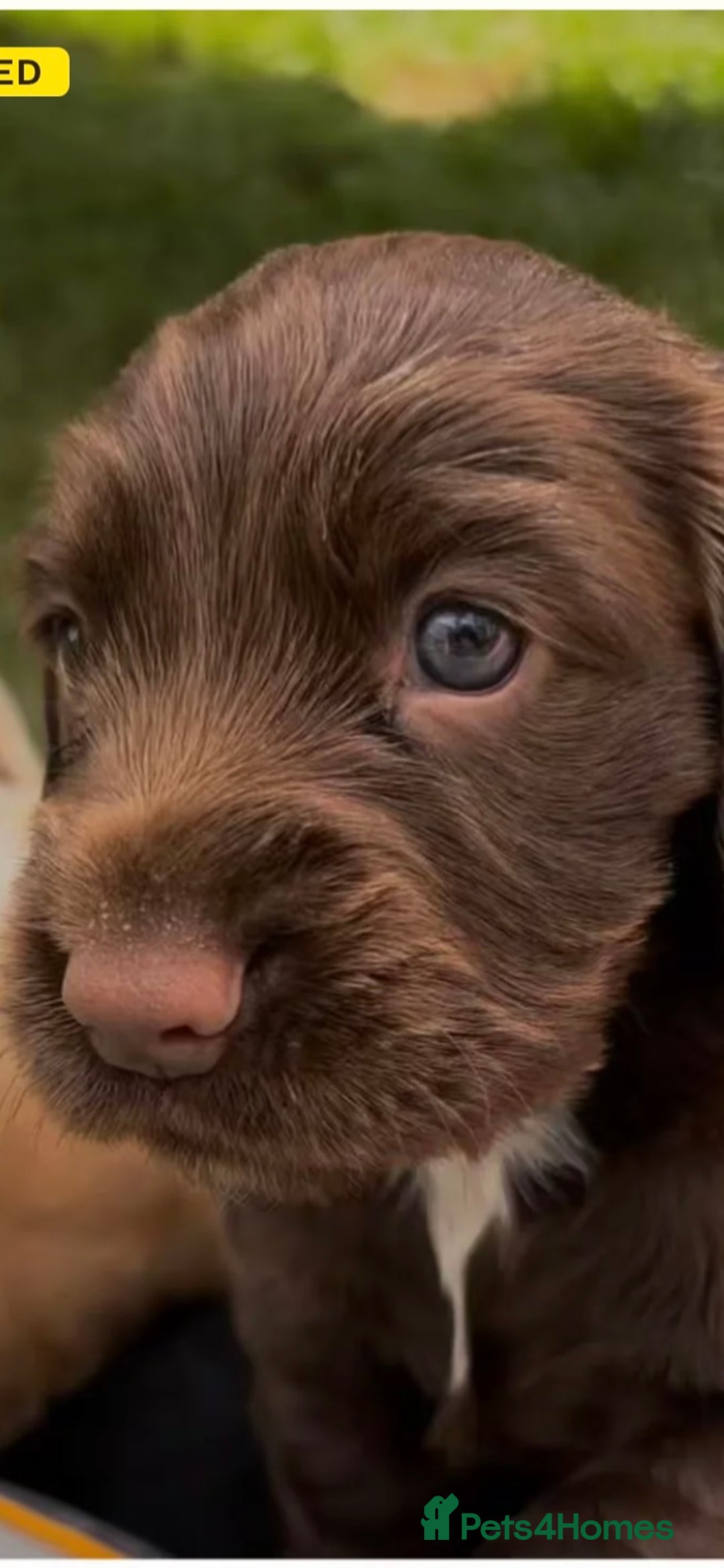 Cocker Spaniel dogs for sale: Cocker Spaniel Purebred Puppies Bitches available - Image 29