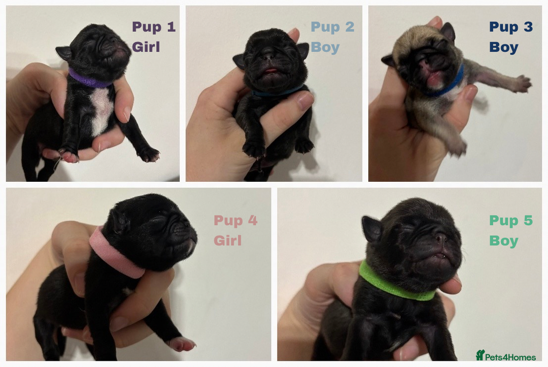 Pug dogs for sale: Pug puppies for sale  - Image 2