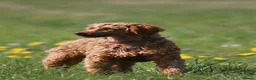 Miniature Poodle dogs for stud: Health tested kc miniature poodle stud  - Advert 1