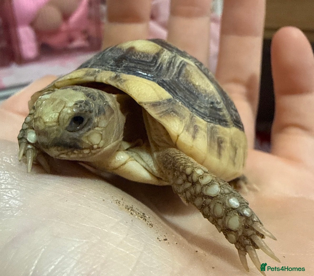 Tortoise reptiles for sale: Beautiful tortoise and full set up in Sturminster Newton - Advert 1