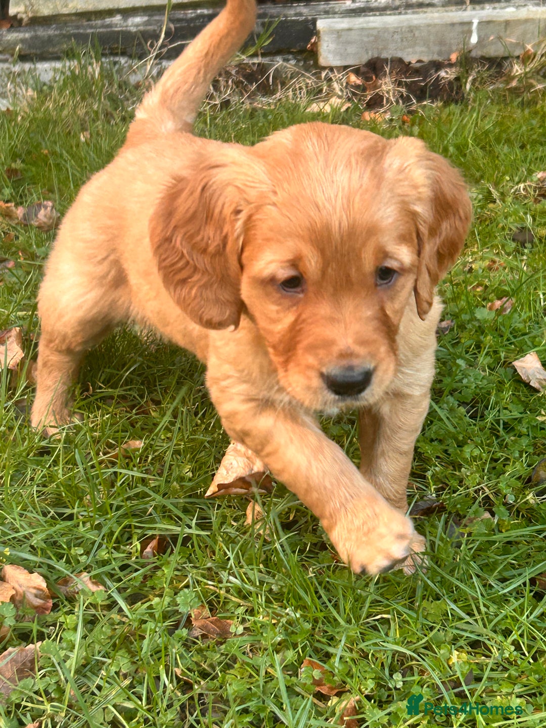Golden Retriever dogs for sale: KC Working Golden Retriever Pups - Advert 6