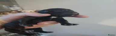 Cocker Spaniel 2