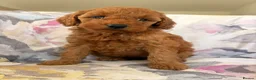 Labradoodle dogs for sale: LICENSED BREEDER F2b miniature labradoodles - Advert 20