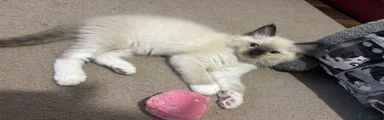 Ragdoll 1