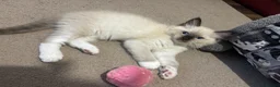 Ragdoll cats for sale: Pure Ragdoll kittens - Advert 24