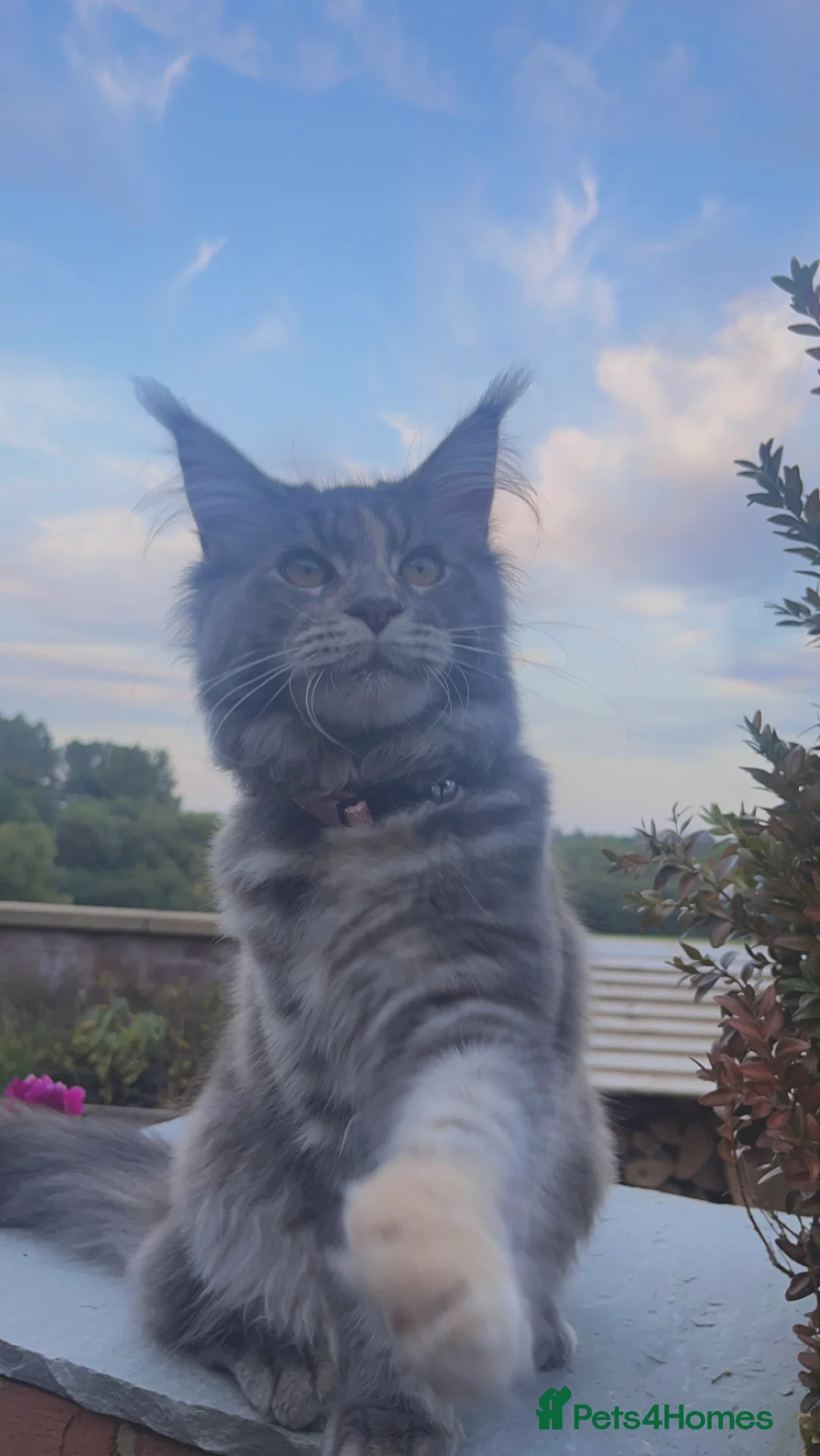 Maine Coon cats for sale: Purebred main coone kittens  in Buckingham - Advert 5