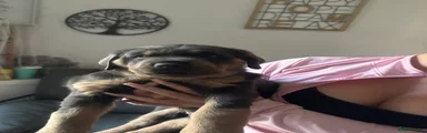 Rottweiler Puppy 1