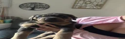 Rottweiler dogs for sale: Stunning pups 3 rare - Advert 14