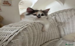 Ragdoll cats for sale: Gorgeous half pedigree Ragdoll kittens - Image 16