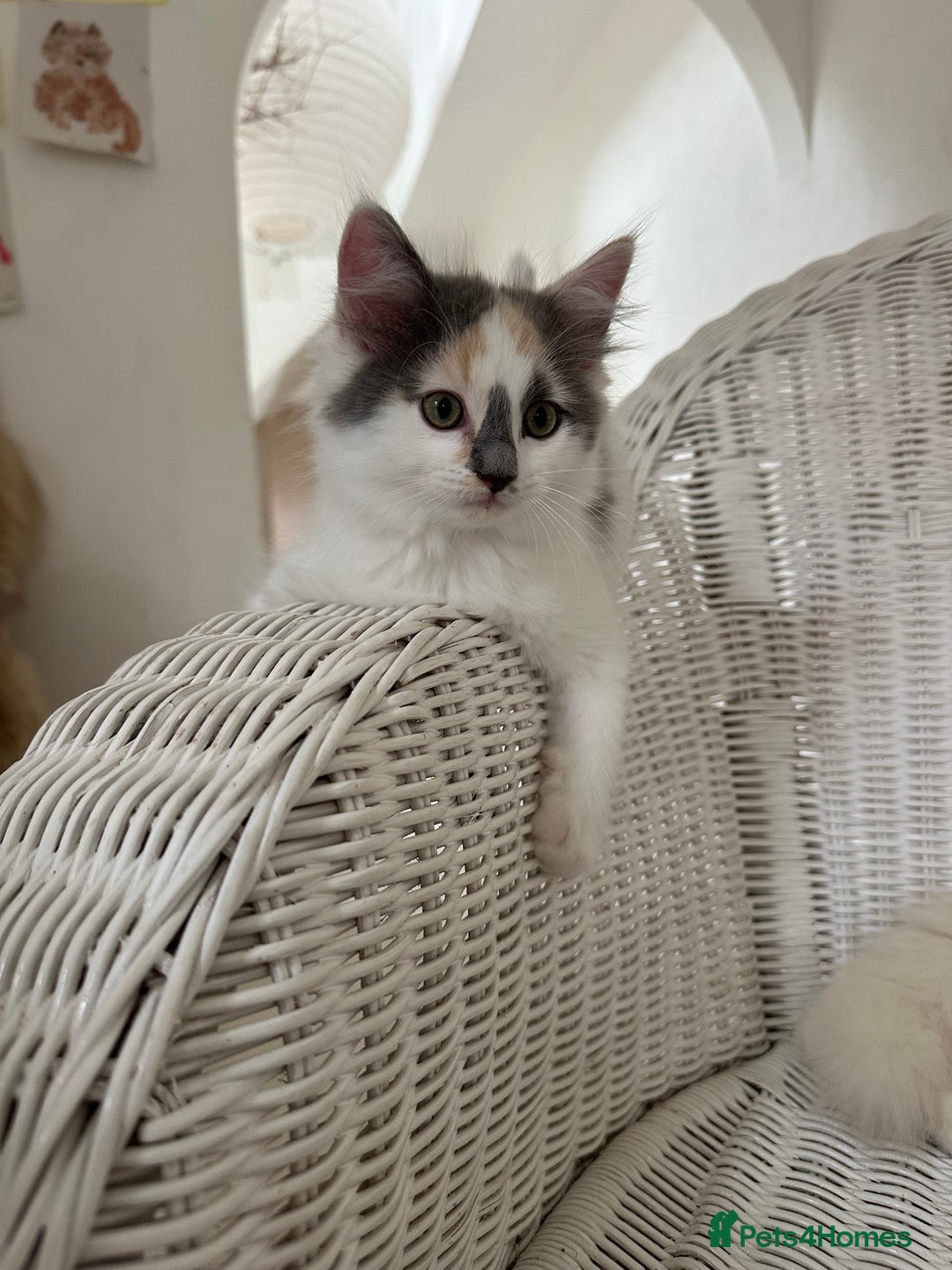 Ragdoll cats for sale: Gorgeous half pedigree Ragdoll kittens - Image 16