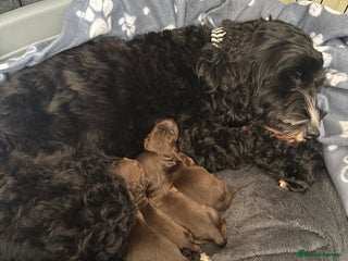 Cockapoo dogs - Advert 17