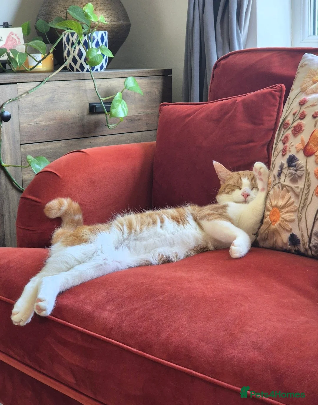 Mixed Breed cats for sale: Sweet ginger/white boy looking for a forever home - Advert 4