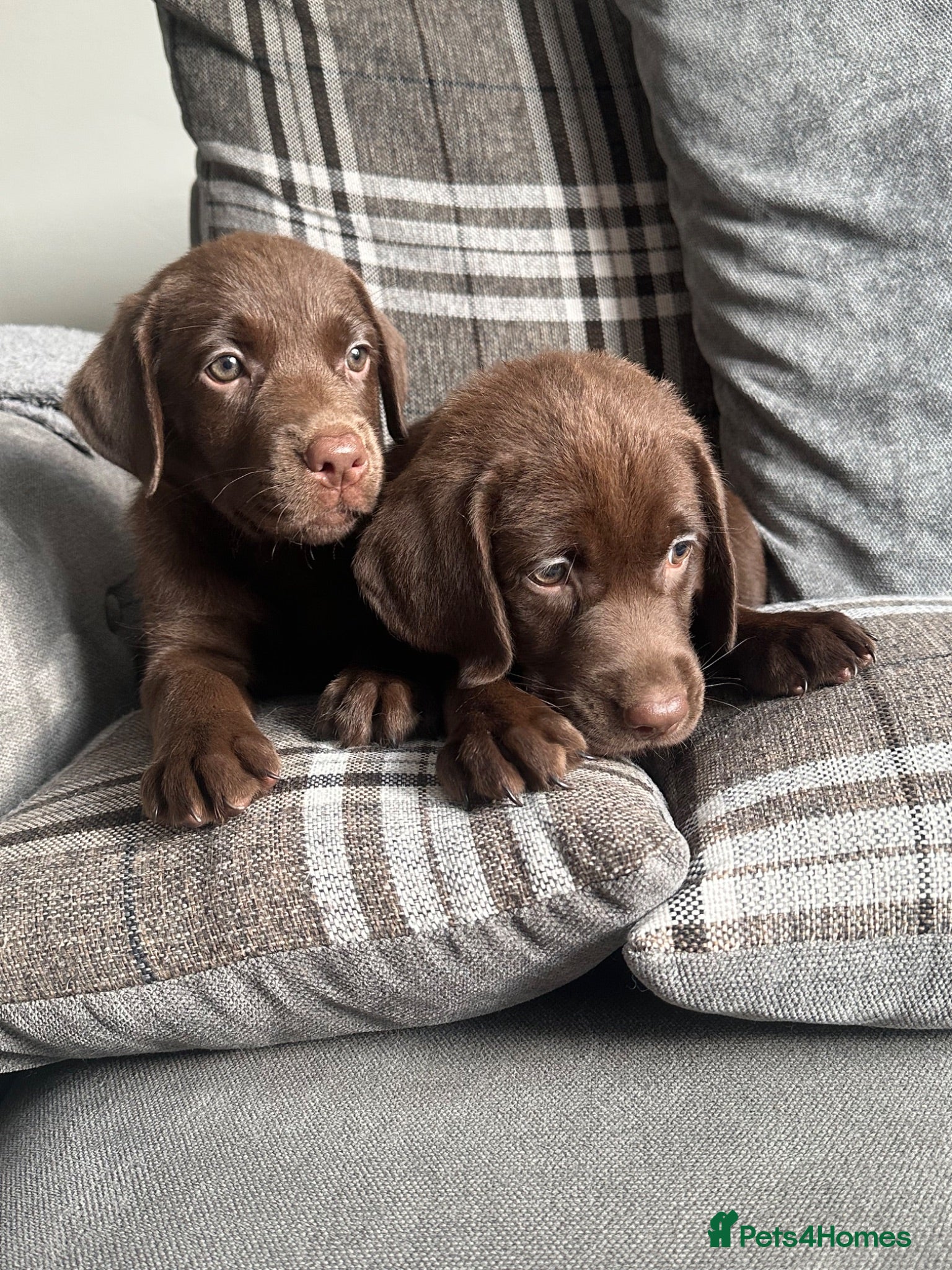 Labrador Retriever dogs Chocolate Labrador Puppies - Advert 2