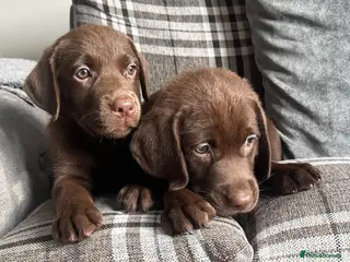 Labrador Retriever dogs Chocolate Labrador Puppies - Advert 2