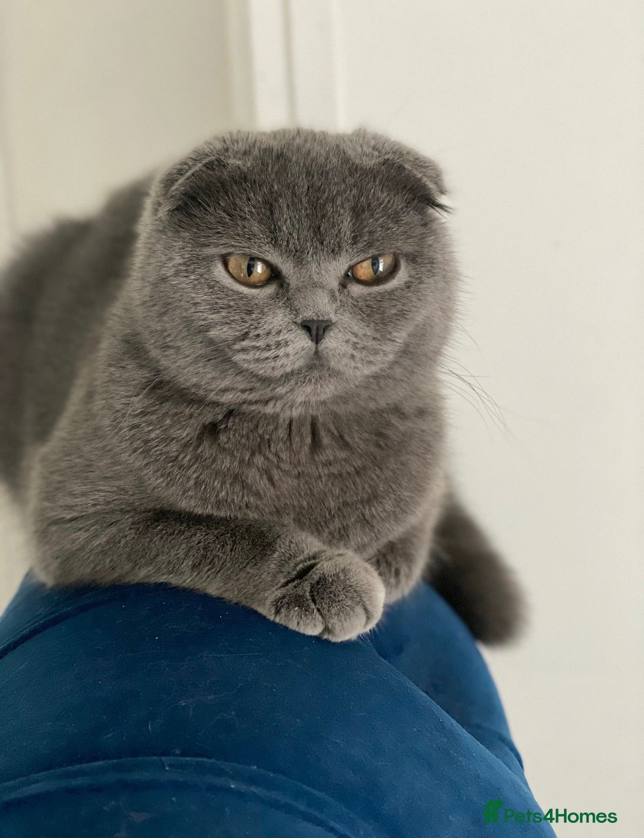 Scottish Fold cats I am looking for forever home - Advert 6