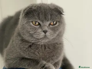 Scottish Fold cats I am looking for forever home - Advert 6