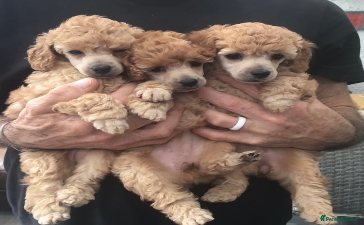 Toy Poodle dogs - Advert 5