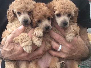 Toy Poodle dogs - Advert 14